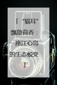 “猫耳”飘散荷香：一座江心岛的生态蜕变