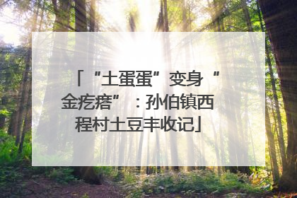 “土蛋蛋”变身“金疙瘩”：孙伯镇西程村土豆丰收记