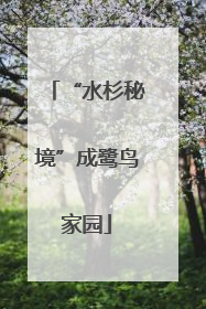 “水杉秘境”成鹭鸟家园
