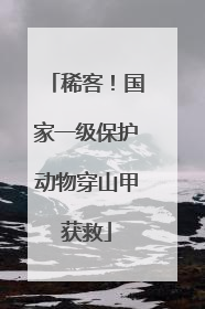 稀客！国家一级保护动物穿山甲获救