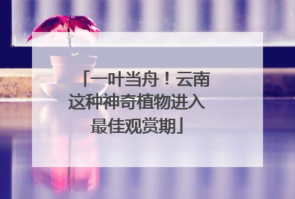 一叶当舟！云南这种神奇植物进入最佳观赏期