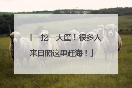 一挖一大筐！很多人来日照这里赶海！