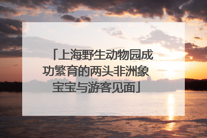上海野生动物园成功繁育的两头非洲象宝宝与游客见面