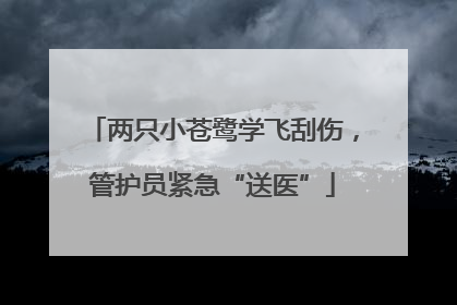 两只小苍鹭学飞刮伤，管护员紧急“送医”