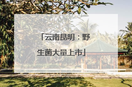 云南昆明：野生菌大量上市