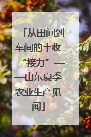 从田间到车间的丰收“接力”——山东夏季农业生产见闻