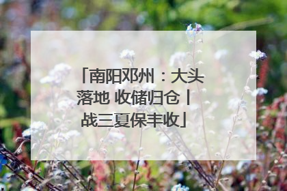 南阳邓州：大头落地 收储归仓丨战三夏保丰收