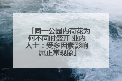 同一公园内荷花为何不同时盛开 业内人士：受多因素影响 属正常现象