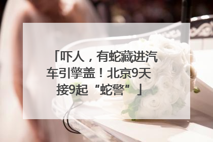 吓人，有蛇藏进汽车引擎盖！北京9天接9起“蛇警”