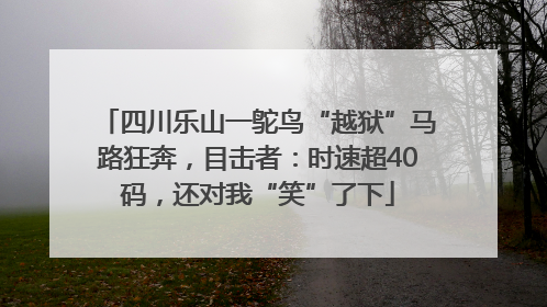 四川乐山一鸵鸟“越狱”马路狂奔，目击者：时速超40码，还对我“笑”了下