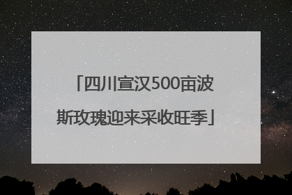 四川宣汉500亩波斯玫瑰迎来采收旺季