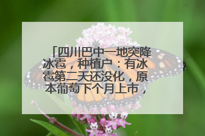 四川巴中一地突降冰雹，种植户：有冰雹第二天还没化，原本葡萄下个月上市，现在全被打落