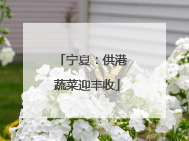 宁夏：供港蔬菜迎丰收