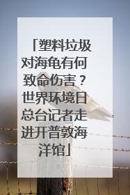 塑料垃圾对海龟有何致命伤害？世界环境日总台记者走进开普敦海洋馆