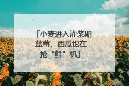 小麦进入灌浆期 蓝莓、西瓜也在抢“鲜”机