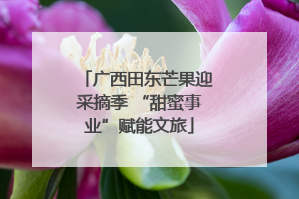广西田东芒果迎采摘季 “甜蜜事业”赋能文旅