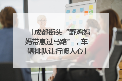 成都街头“野鸡妈妈带崽过马路”，车辆排队让行暖人心