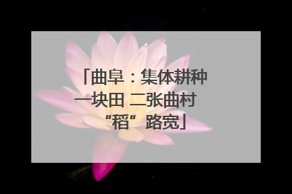 曲阜：集体耕种一块田 二张曲村“稻”路宽
