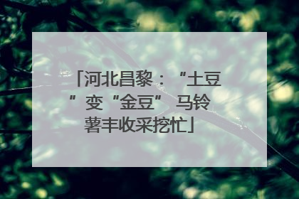 河北昌黎：“土豆”变“金豆” 马铃薯丰收采挖忙