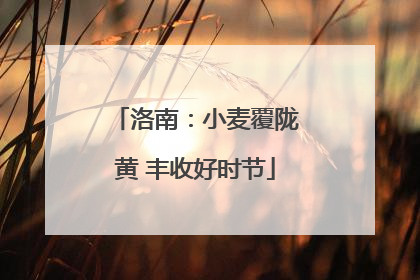 洛南：小麦覆陇黄 丰收好时节