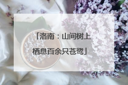 洛南：山间树上栖息百余只苍鹭