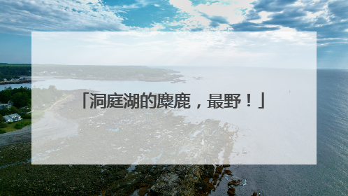 洞庭湖的麋鹿，最野！