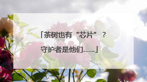 茶树也有“芯片”？守护者是他们……