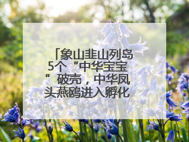 象山韭山列岛5个“中华宝宝”破壳，中华凤头燕鸥进入孵化育儿关键期
