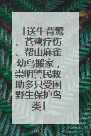 送牛背鹭、苍鹭疗伤、帮山麻雀幼鸟搬家，崇明警民救助多只受困野生保护鸟类