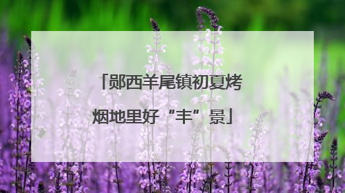 郧西羊尾镇初夏烤烟地里好“丰”景