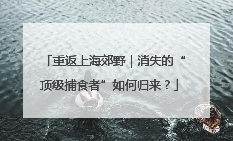 重返上海郊野｜消失的“顶级捕食者”如何归来？