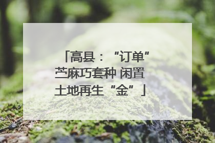 高县：“订单”苎麻巧套种 闲置土地再生“金”