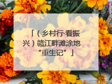 （乡村行·看振兴）赣江畔滩涂地“重生记”