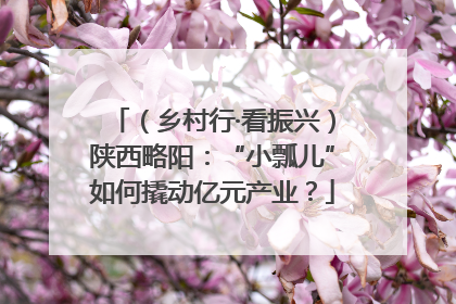 （乡村行·看振兴）陕西略阳：“小瓢儿”如何撬动亿元产业？